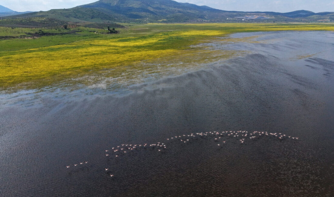 MANİSA (AA) – Manisa'da 2021'de tamamen kuruyan, bu yıl yağışlarla