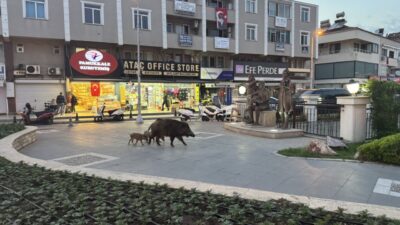 MUĞLA (AA) – Muğla'nın Marmaris ilçesinde, aç kalan yaban domuzları