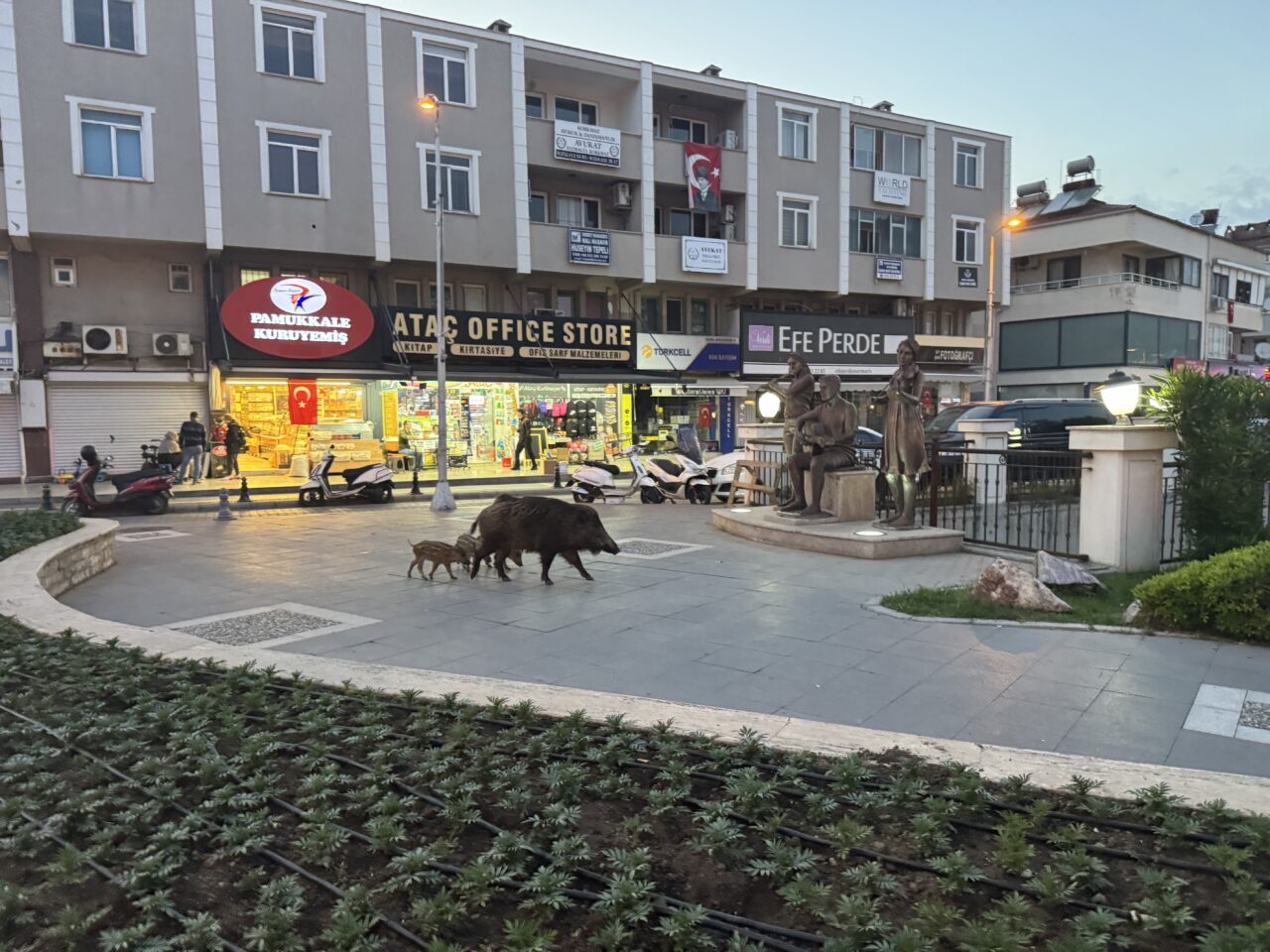 MUĞLA (AA) – Muğla'nın Marmaris ilçesinde, aç kalan yaban domuzları