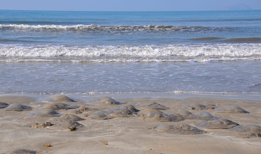 MERSİN (AA) – Mersin'in Silifke ilçesi kıyılarında ölü göçmen denizanası