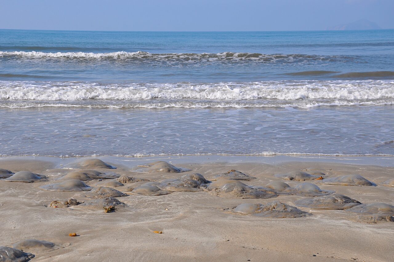 MERSİN (AA) – Mersin'in Silifke ilçesi kıyılarında ölü göçmen denizanası