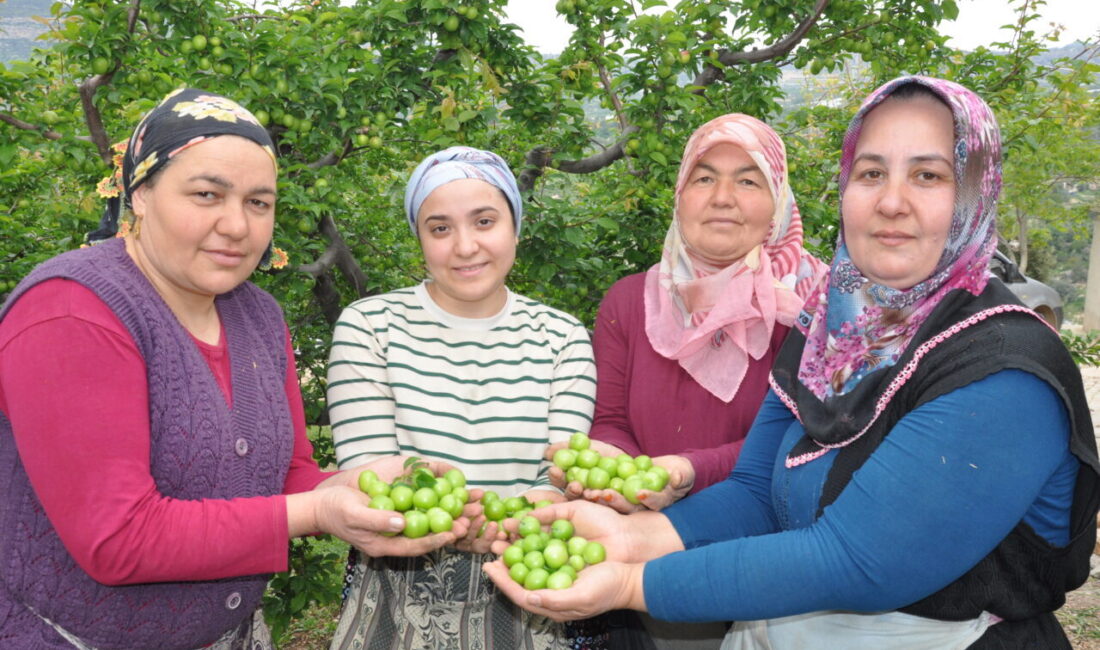 MERSİN (AA) – Mersin'in Silifke ilçesinde bahçelerde yetiştirilen eriklerin hasadına