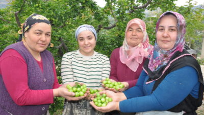 MERSİN (AA) – Mersin'in Silifke ilçesinde bahçelerde yetiştirilen eriklerin hasadına
