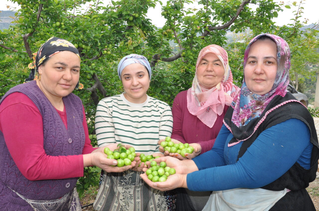 MERSİN (AA) – Mersin'in Silifke ilçesinde bahçelerde yetiştirilen eriklerin hasadına