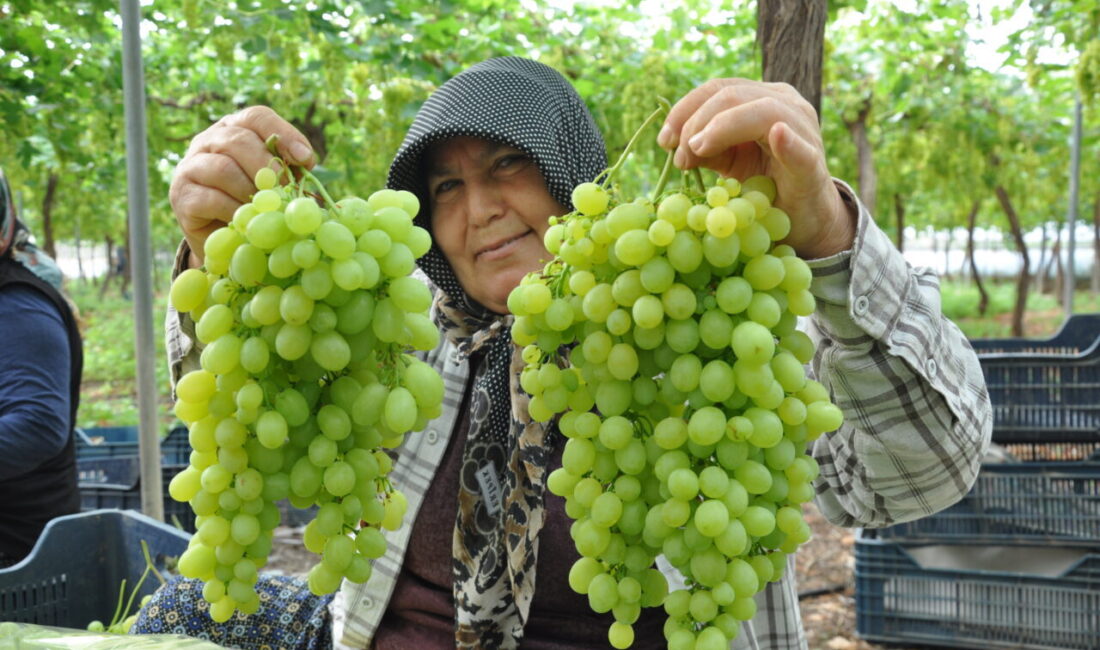 MERSİN (AA) – Mersin'in Silifke ilçesinde seralarda üretilen üzümlerin hasadına