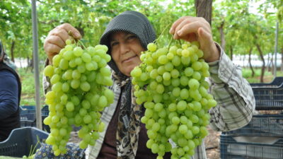 MERSİN (AA) – Mersin'in Silifke ilçesinde seralarda üretilen üzümlerin hasadına