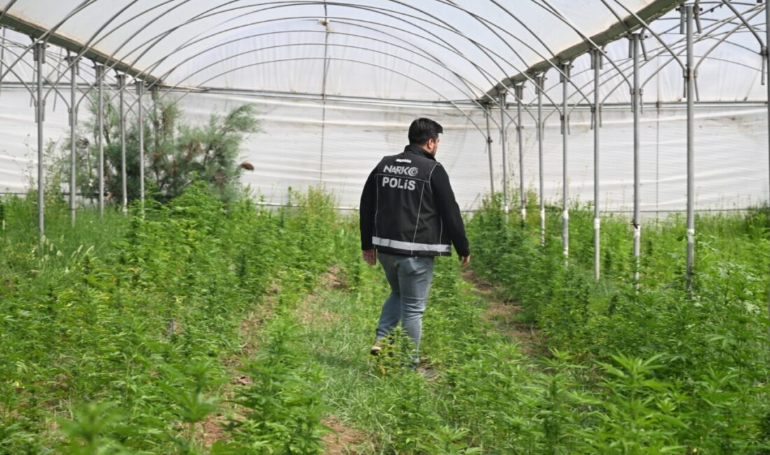 - Dron destekli operasyonda 5 bin 560 kök Hint keneviri