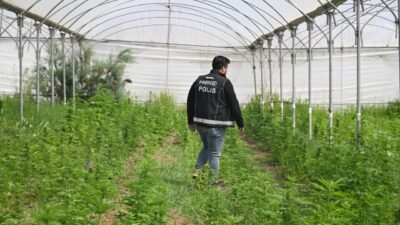 - Dron destekli operasyonda 5 bin 560 kök Hint keneviri