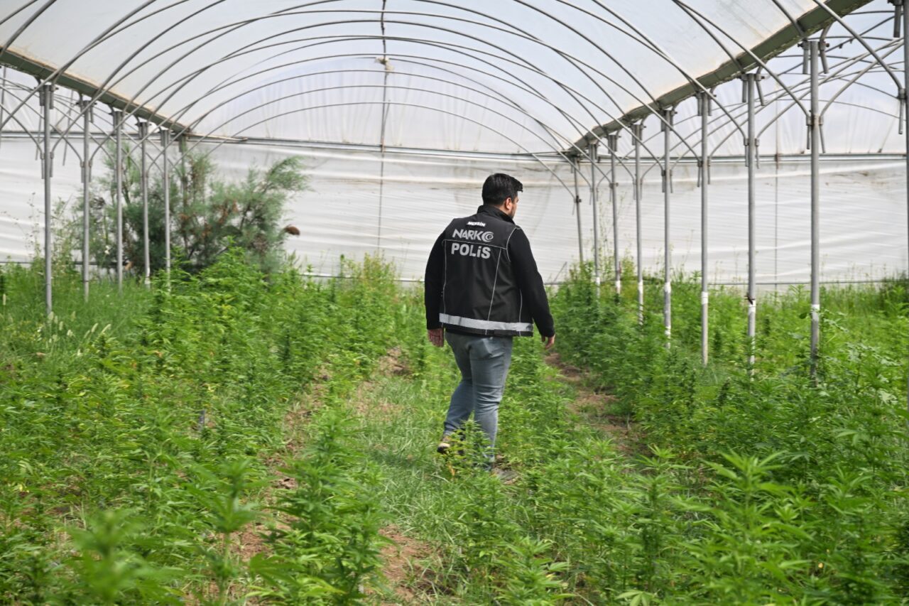 - Dron destekli operasyonda 5 bin 560 kök Hint keneviri