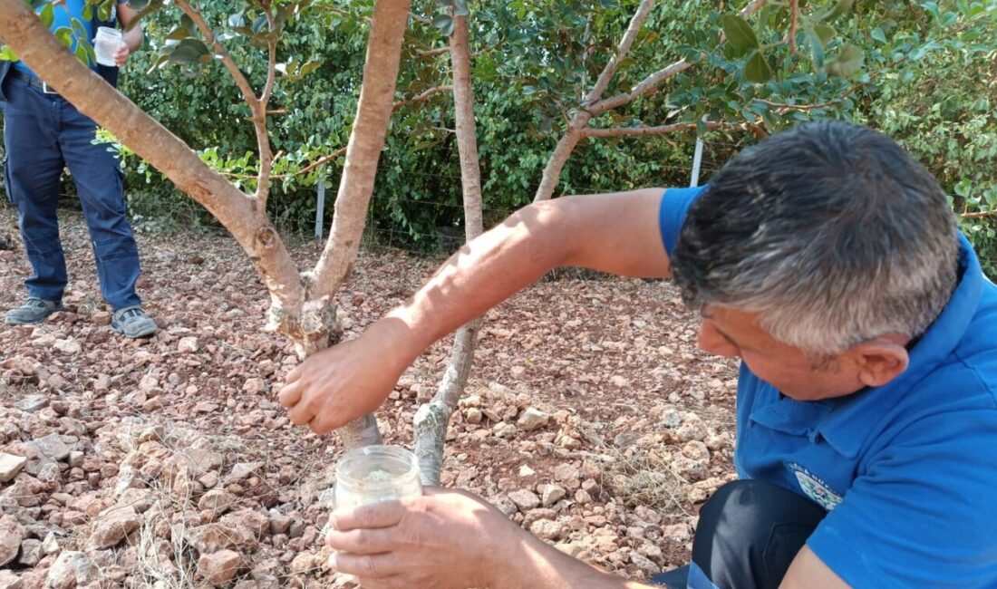 MUĞLA (AA) – Muğla Büyükşehir Belediyesinin kırsalda üretimi çeşitlendirmek ve