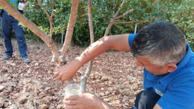 MUĞLA (AA) – Muğla Büyükşehir Belediyesinin kırsalda üretimi çeşitlendirmek ve