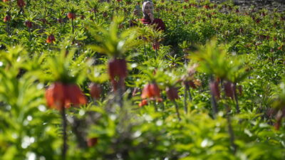 MUŞ (AA) – Muş'ta doğal olarak yetişen ve halk arasında