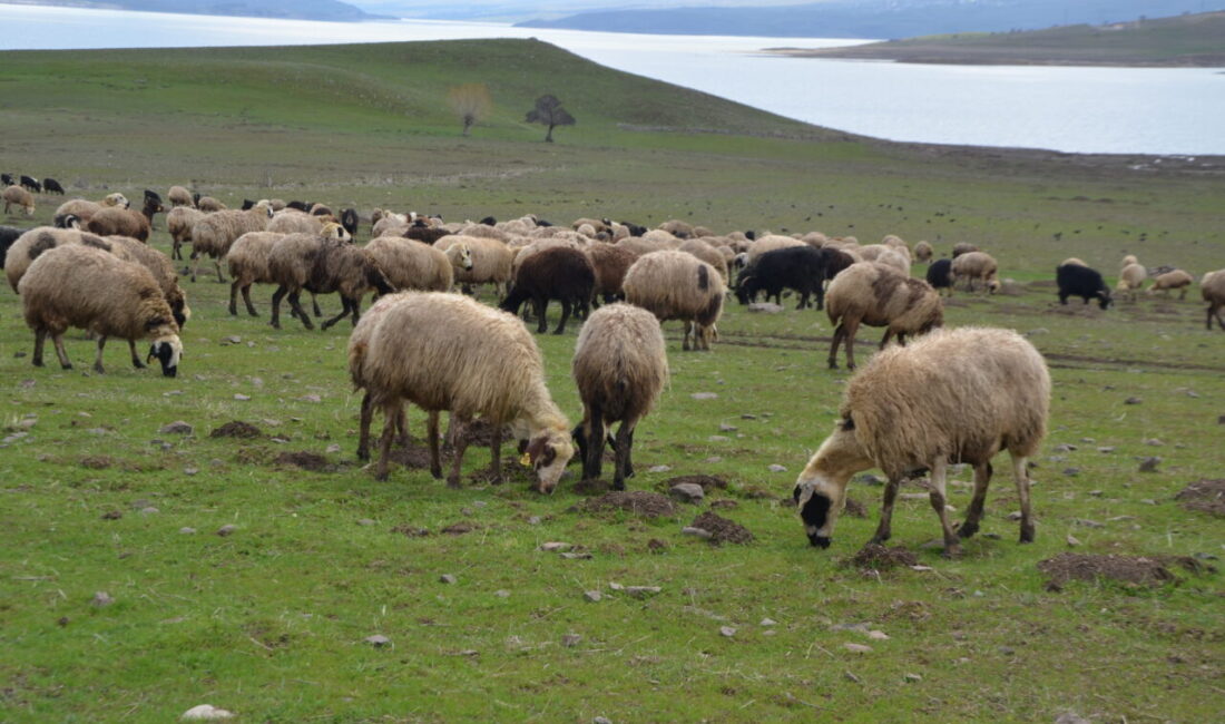 MUŞ (AA) – Muş'ta besiciler, ilkbaharın gelmesiyle yeşeren meralarda sürülerini