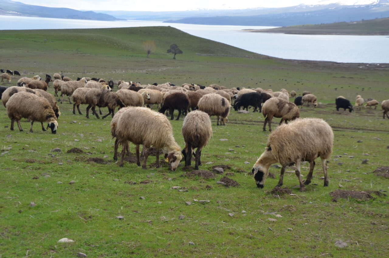 MUŞ (AA) – Muş'ta besiciler, ilkbaharın gelmesiyle yeşeren meralarda sürülerini