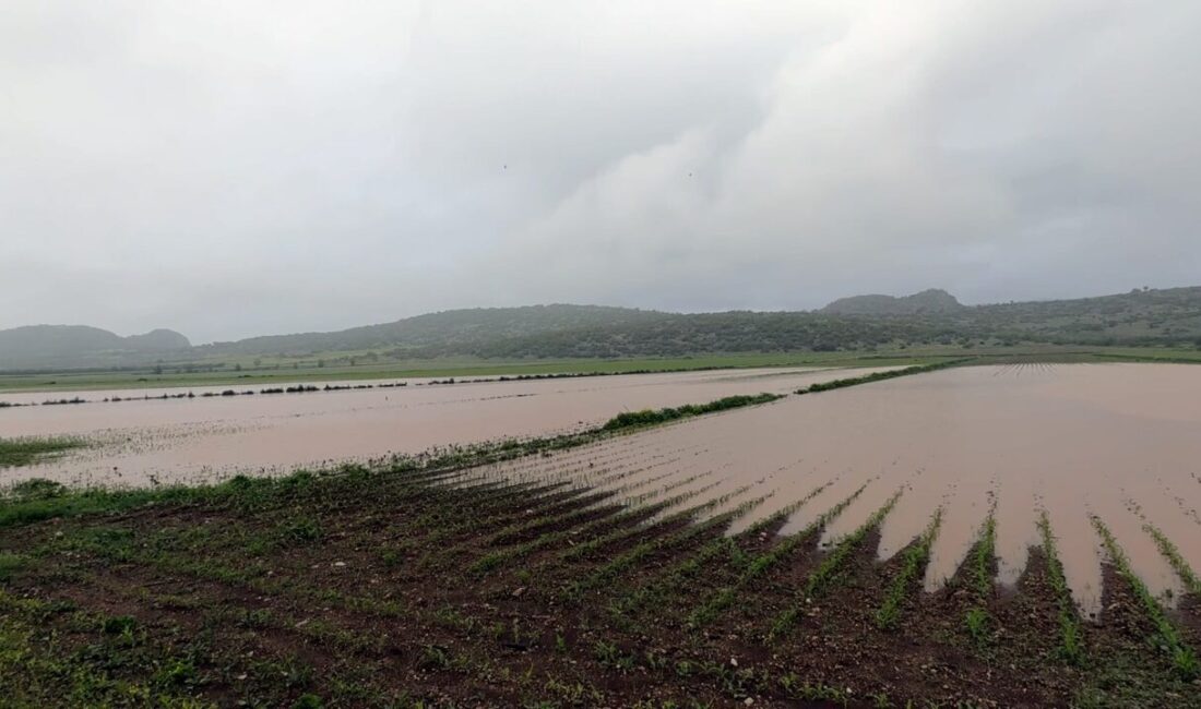 OSMANİYE (AA) – Osmaniye'de etkili olan sağanak nedeniyle bazı tarım