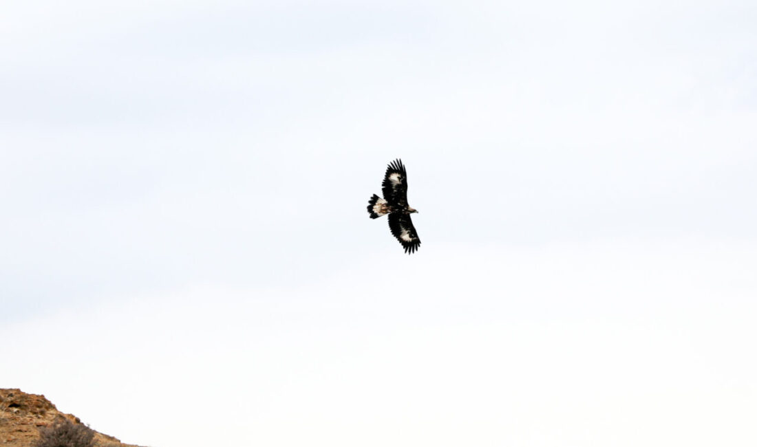 IĞDIR (AA) – Avına saldırı sırasında saatte 320 kilometre hızla