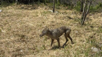 SAKARYA (AA) – Sakarya'da yiyecek aramak için ilçe merkezine inen