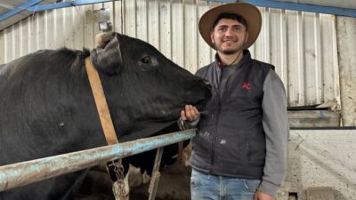 SAKARYA (AA) – Sakarya'da bir ton gelen "Bayram" 380 bin,