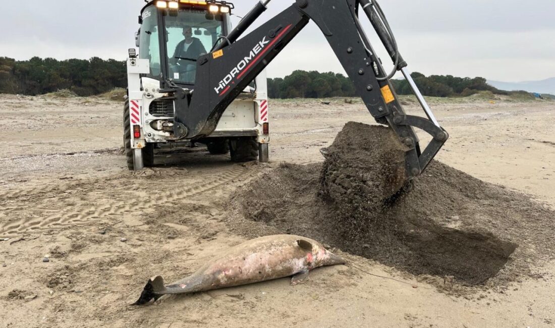 SAMSUN (AA) – Samsun'un Alaçam ilçesindeki Geyikkoşan sahilinde ölü yunus