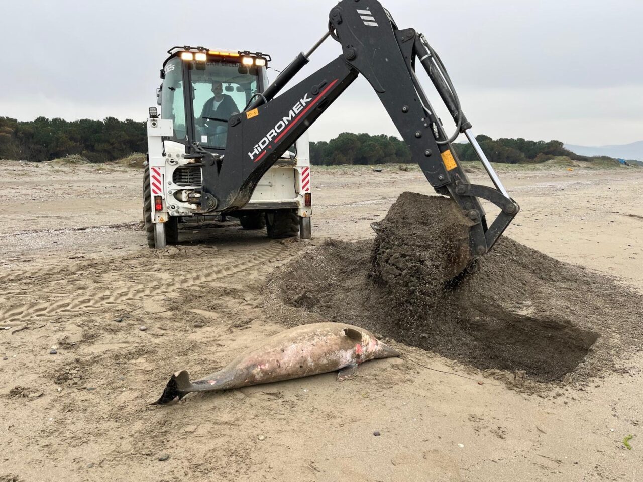 SAMSUN (AA) – Samsun'un Alaçam ilçesindeki Geyikkoşan sahilinde ölü yunus