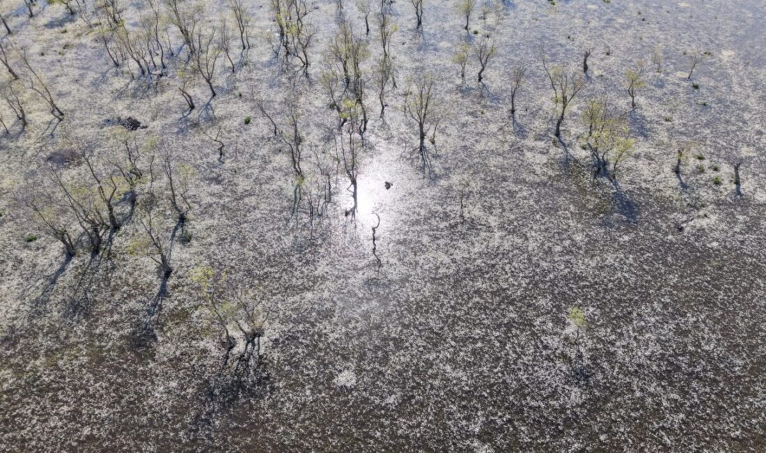 SAMSUN (AA) – Samsun'un Alaçam ilçesine bağlı Doyran Mahallesi'nde su