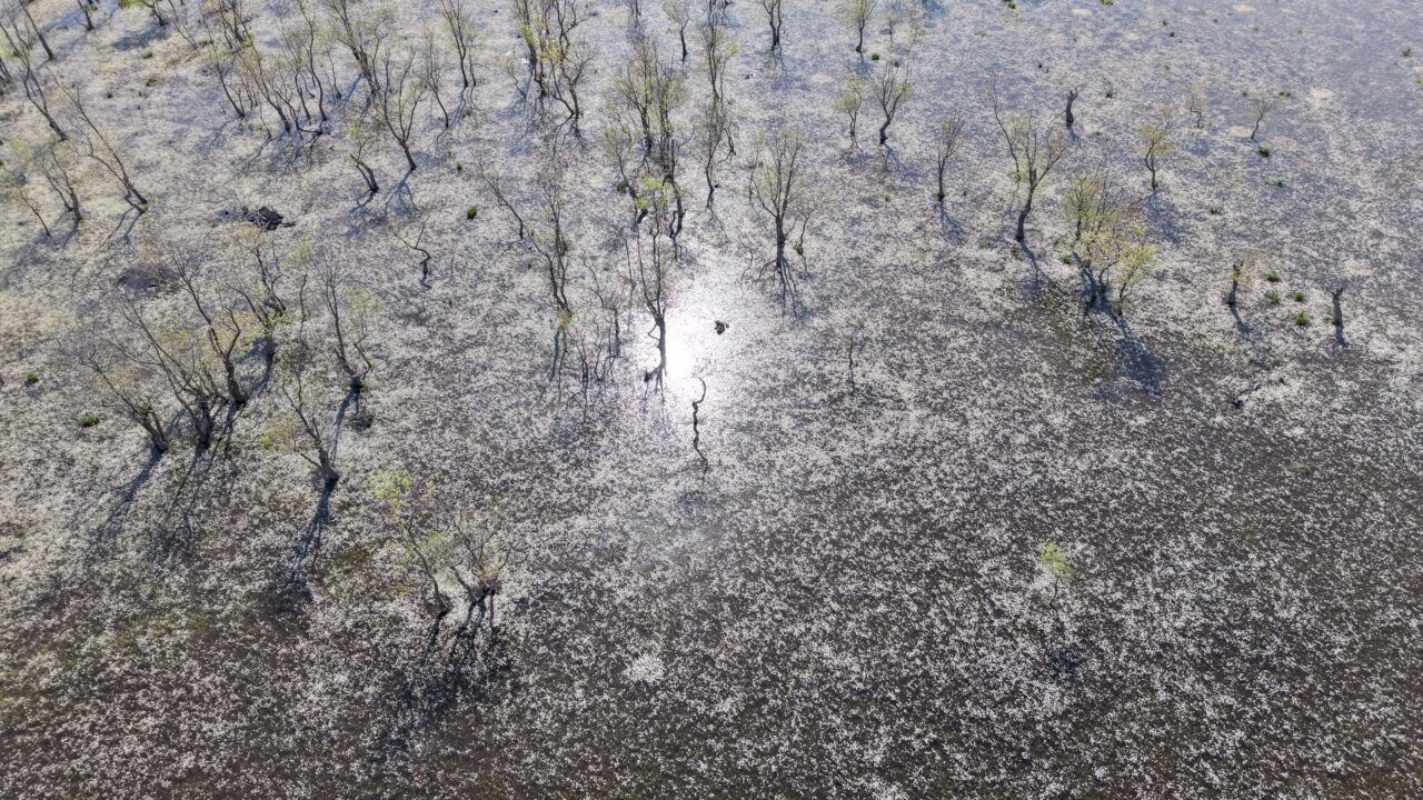 SAMSUN (AA) – Samsun'un Alaçam ilçesine bağlı Doyran Mahallesi'nde su