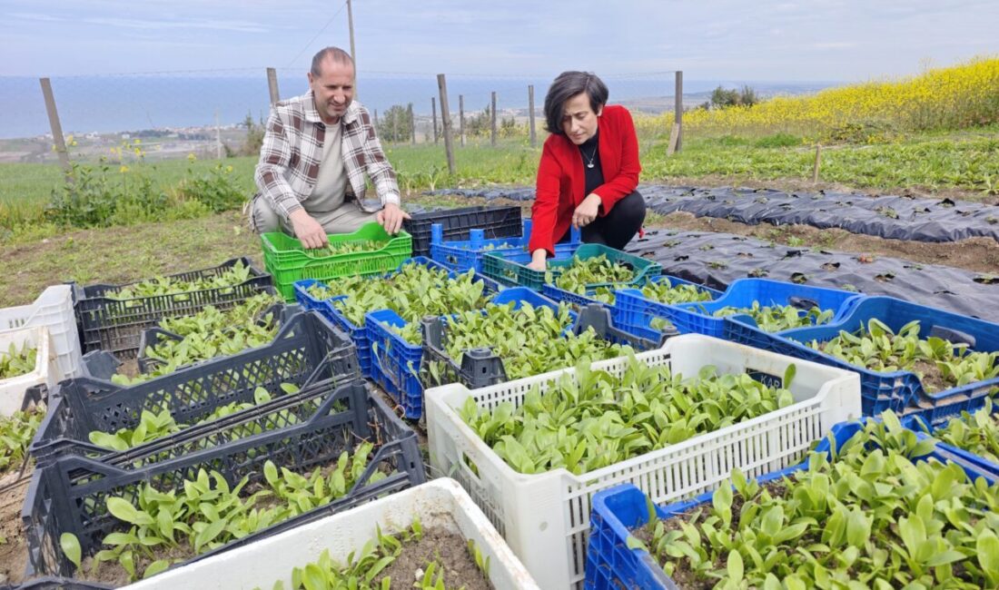 SAMSUN (AA) – Samsun'un Yakakent ilçesinde yaşayan Baş çifti, yetiştirdikleri