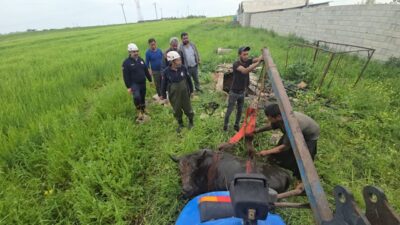 ŞANLIURFA (AA) – Şanlıurfa'nın Akçakale ilçesinde foseptik çukuruna düşen inek,