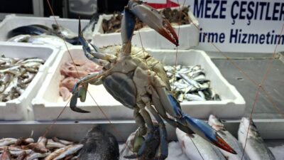 SİNOP (AA) – Sinop’ta denize açılan balıkçıların ağına, Karadeniz'de nadiren