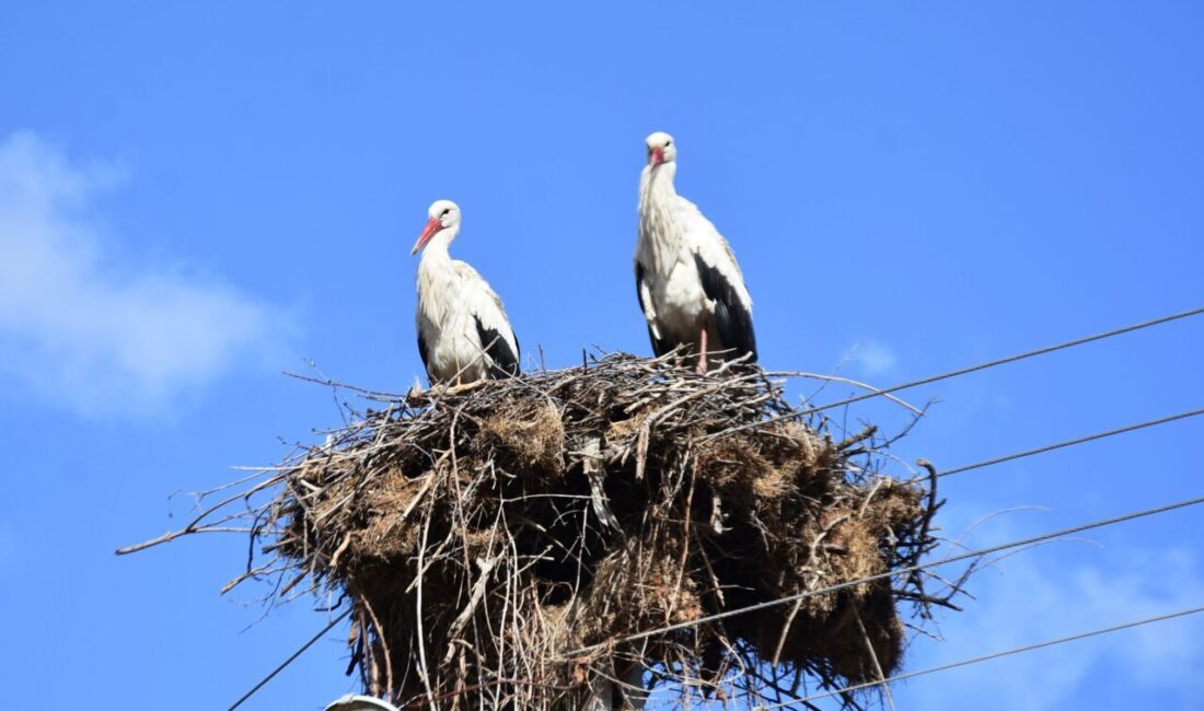 SİNOP (AA) – Sinop'ta, "Saraydüzü Cuma Ovası'nda Leylek Popülasyonu Projesi"
