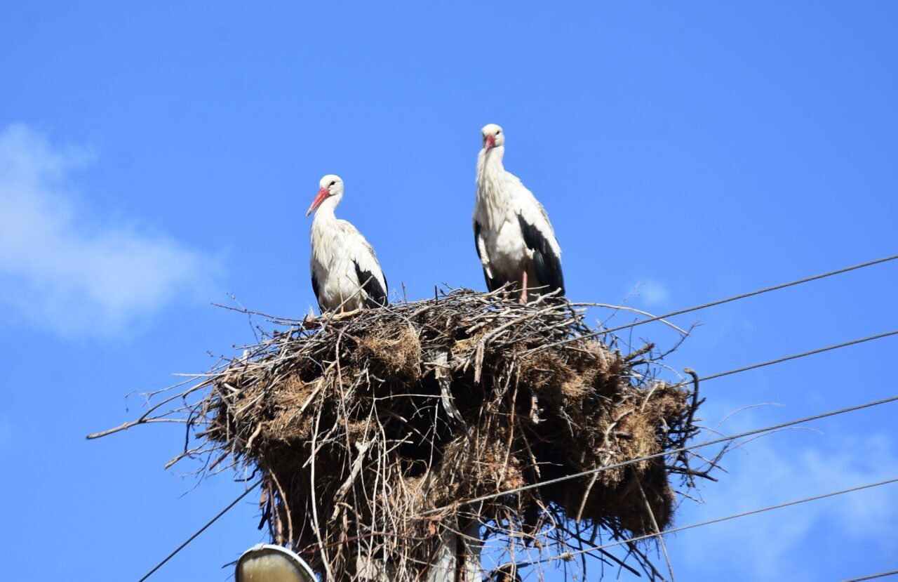 SİNOP (AA) – Sinop'ta, "Saraydüzü Cuma Ovası'nda Leylek Popülasyonu Projesi"