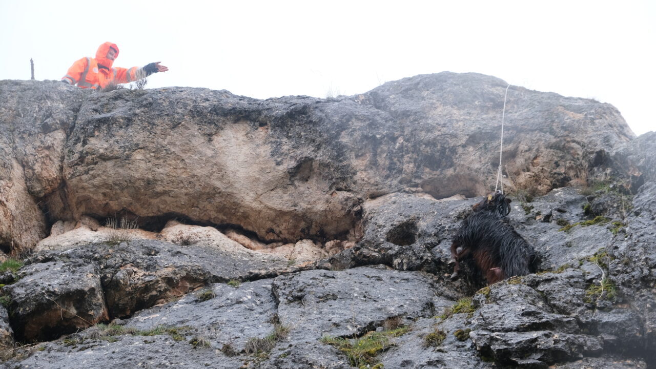 SİVAS (AA) – Sivas'ın Şarkışla ilçesinde kayalıklarda mahsur kalan keçi,