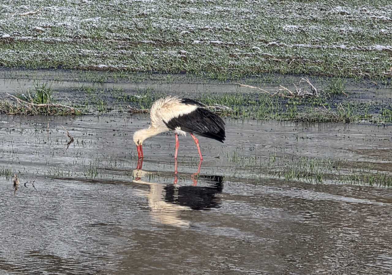 SİVAS (AA) – Sivas'ta soğuk hava ve kar yağışı hayatı