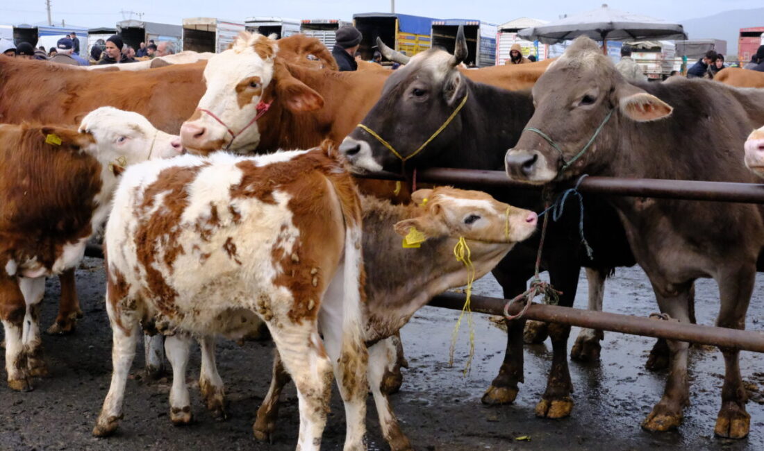 SİVAS (AA) – Türkiye'nin en büyük hayvan pazarlarından biri olan,
