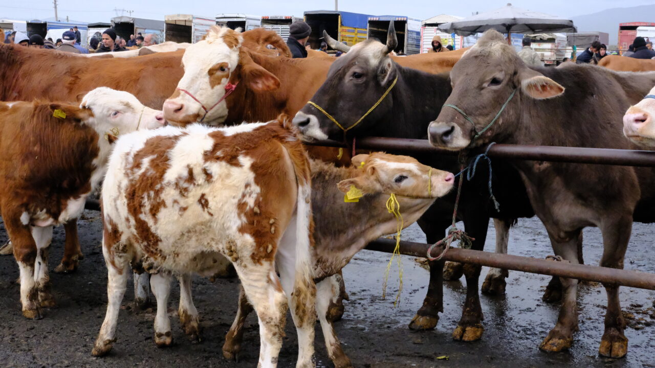 SİVAS (AA) – Türkiye'nin en büyük hayvan pazarlarından biri olan,