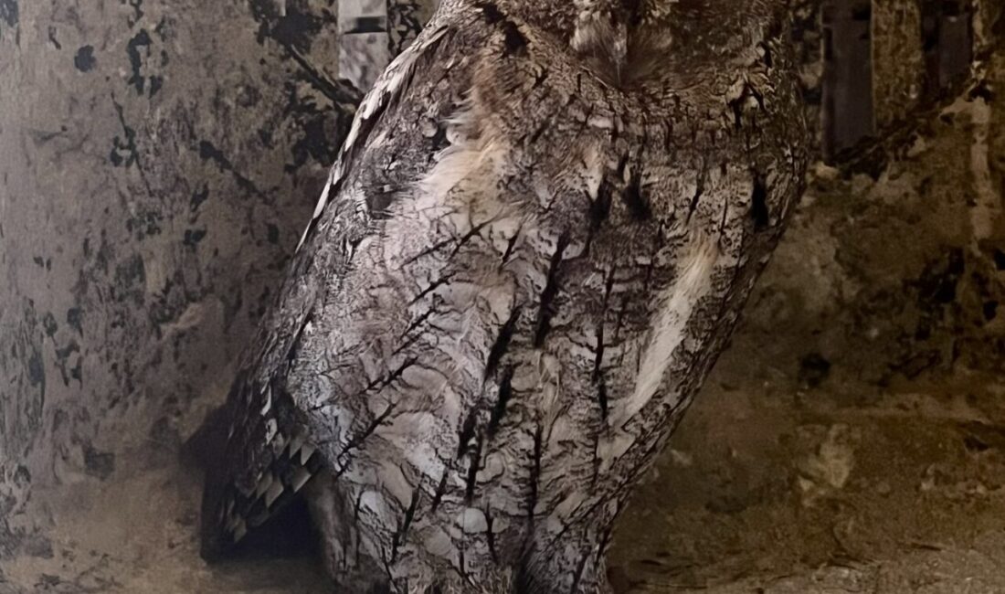 ERZURUM (AA) – Erzurum'da olumsuz hava koşulları nedeniyle bitkin düşen