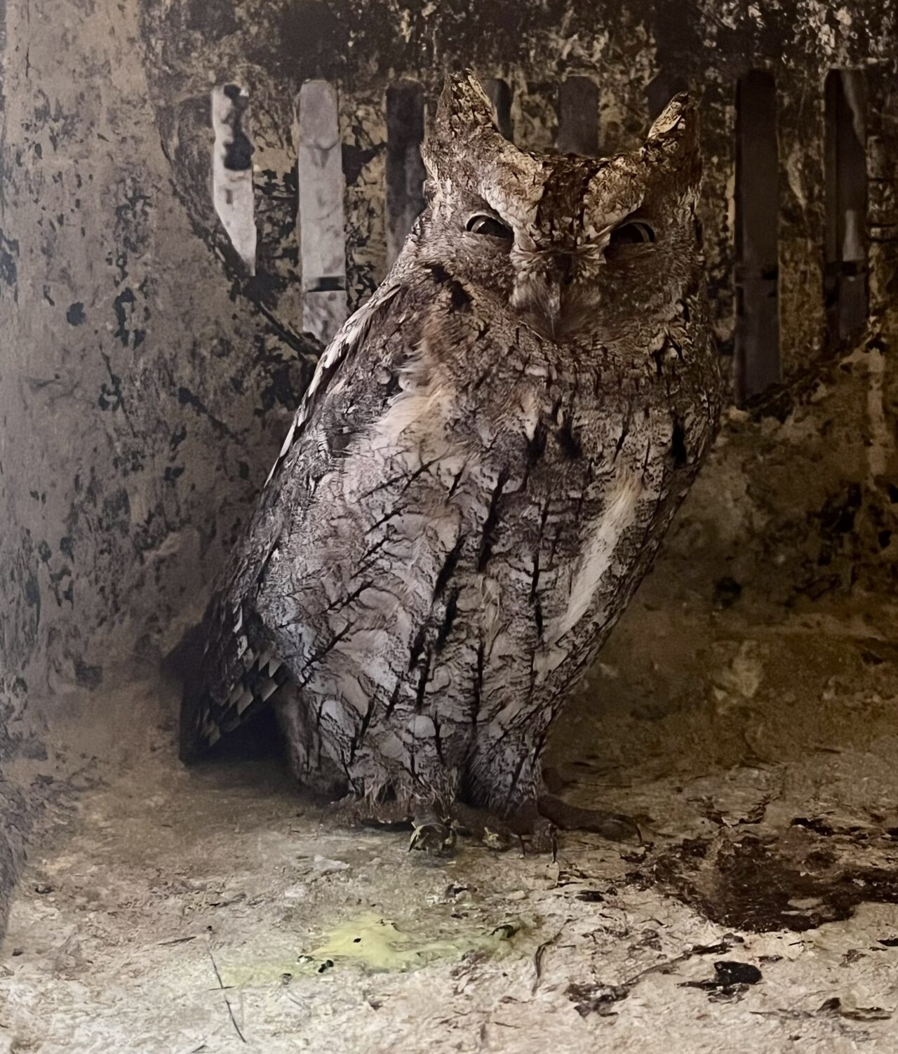 ERZURUM (AA) – Erzurum'da olumsuz hava koşulları nedeniyle bitkin düşen