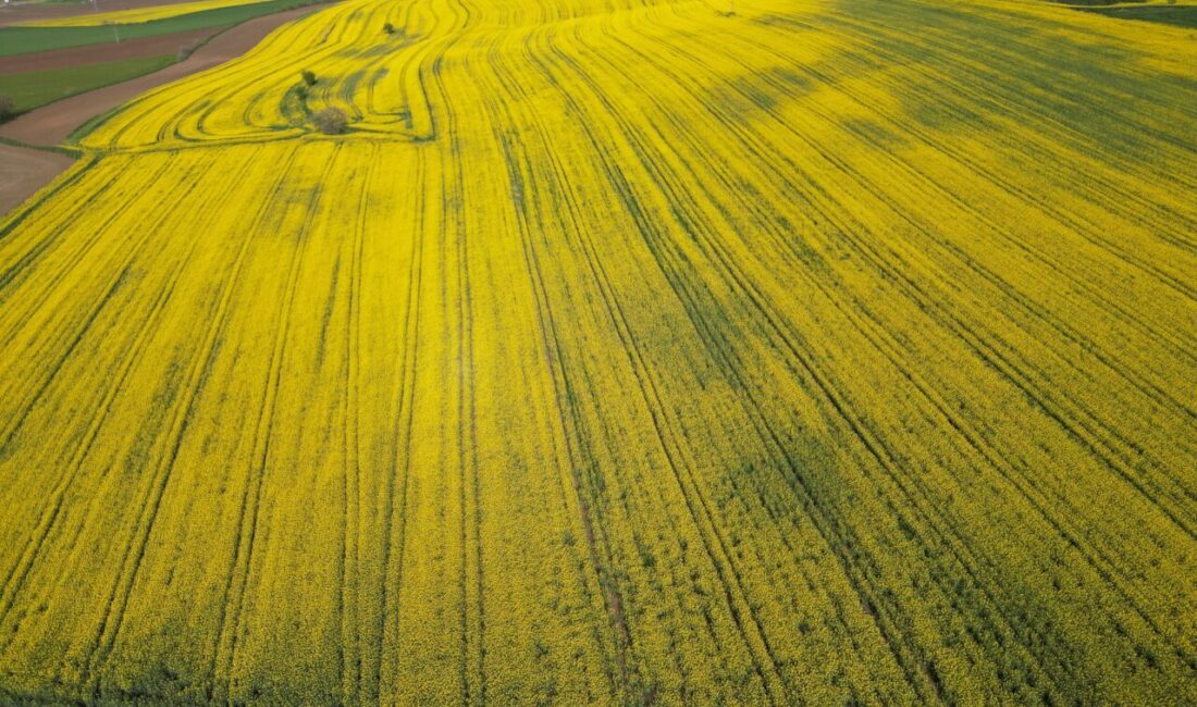 TEKİRDAĞ (AA) – Tekirdağ'da kanolaların çiçek açması ve buğdayların da