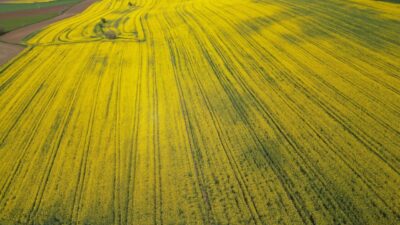 TEKİRDAĞ (AA) – Tekirdağ'da kanolaların çiçek açması ve buğdayların da