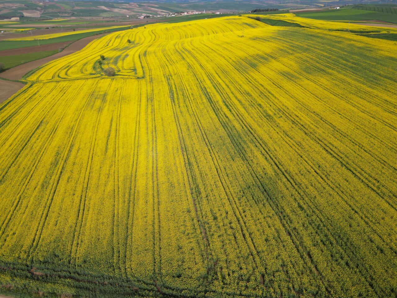TEKİRDAĞ (AA) – Tekirdağ'da kanolaların çiçek açması ve buğdayların da