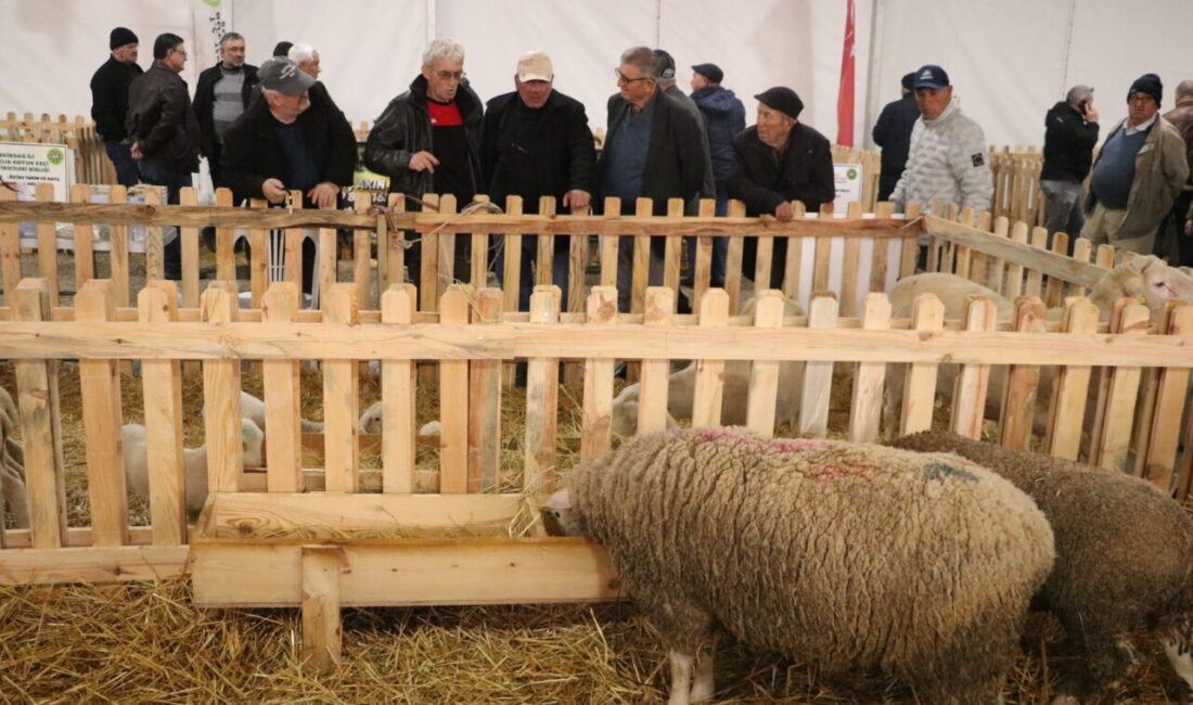 TEKİRDAĞ (AA) – Tekirdağ'da küçükbaş hayvancılıkta kaliteli damızlık ırklarının yetiştiricilere
