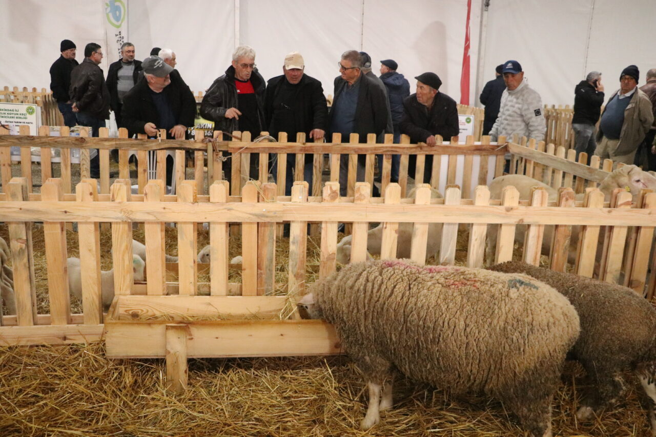 TEKİRDAĞ (AA) – Tekirdağ'da küçükbaş hayvancılıkta kaliteli damızlık ırklarının yetiştiricilere
