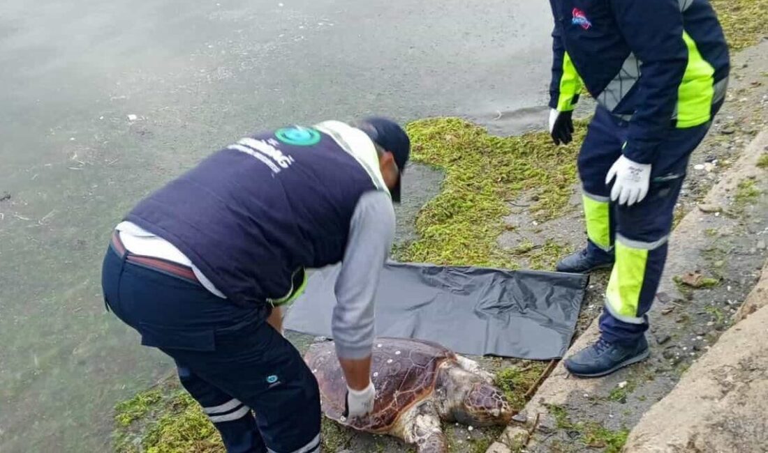 TEKİRDAĞ (AA) – Tekirdağ sahilinde ölü caretta caretta bulundu. ​​​​​​​Değirmenaltı