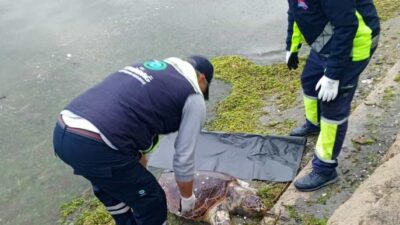 TEKİRDAĞ (AA) – Tekirdağ sahilinde ölü caretta caretta bulundu. ​​​​​​​Değirmenaltı