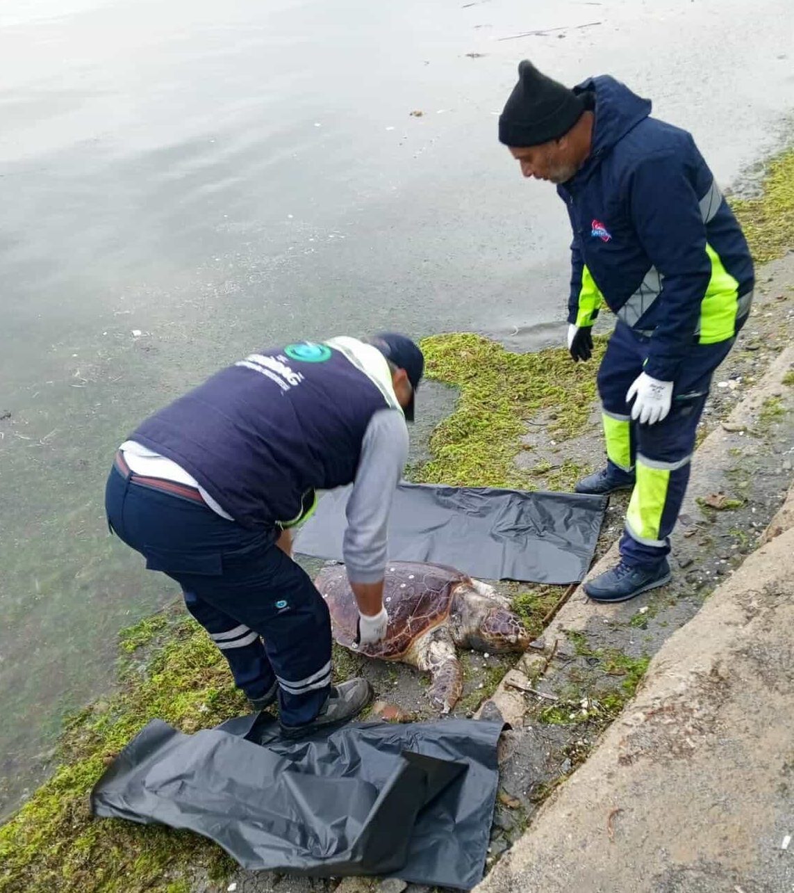 TEKİRDAĞ (AA) – Tekirdağ sahilinde ölü caretta caretta bulundu. ​​​​​​​Değirmenaltı