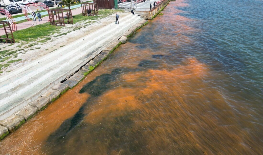 TEKİRDAĞ (AA) – Marmara Denizi'nin Tekirdağ sahilinde planktonların çoğalması, suyun
