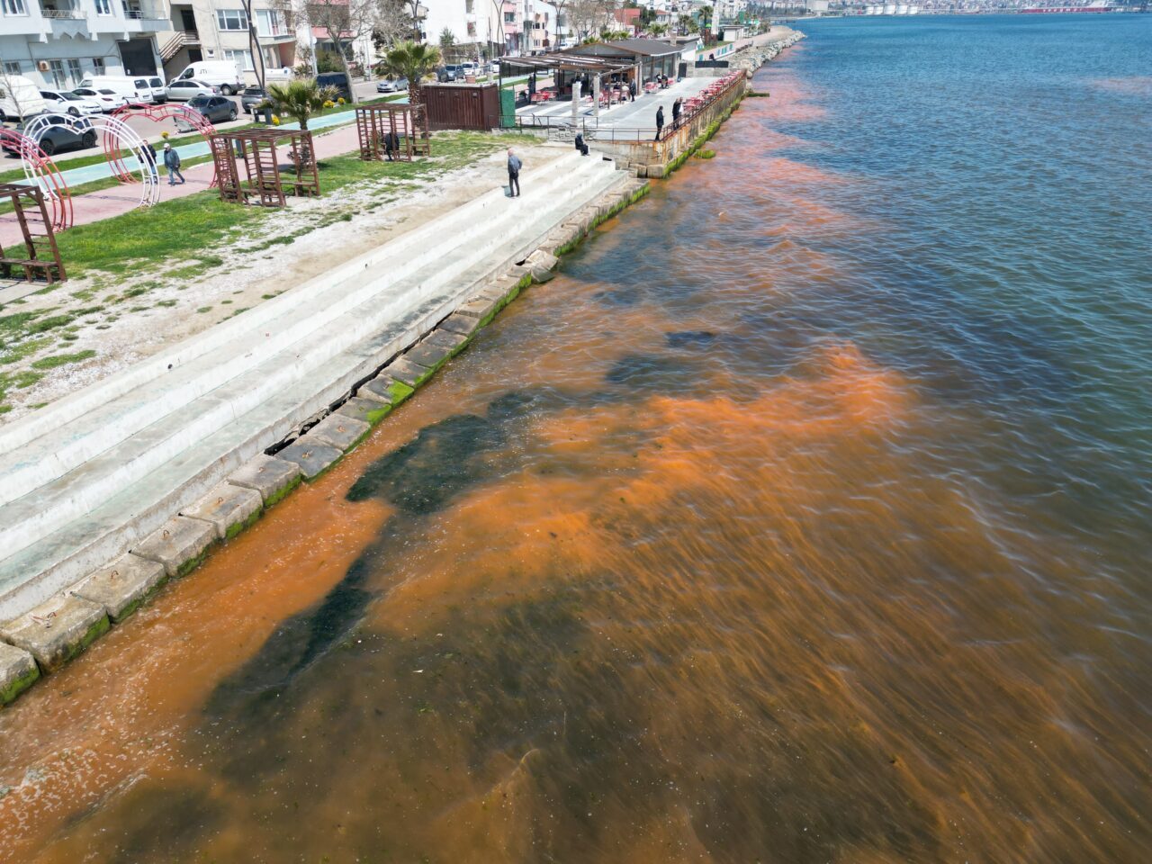 TEKİRDAĞ (AA) – Marmara Denizi'nin Tekirdağ sahilinde planktonların çoğalması, suyun