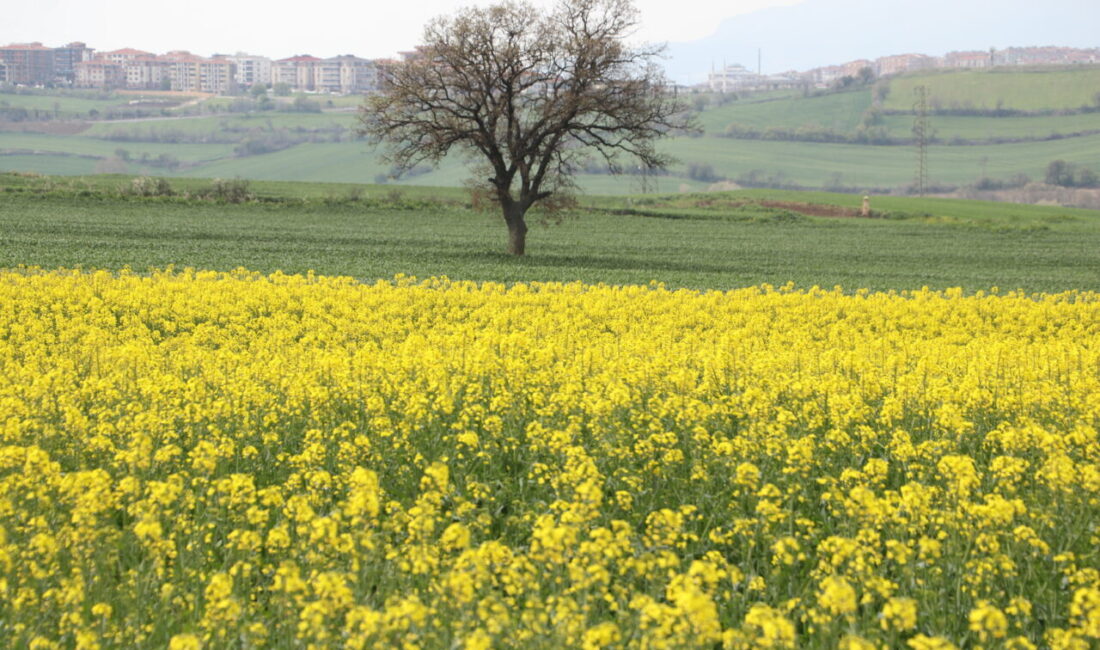 TEKİRDAĞ (AA) – Tekirdağ'da bahar aylarıyla çiçek açan ve şehrin