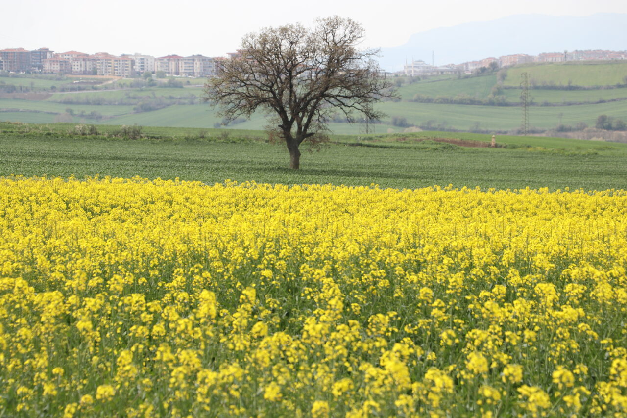 TEKİRDAĞ (AA) – Tekirdağ'da bahar aylarıyla çiçek açan ve şehrin