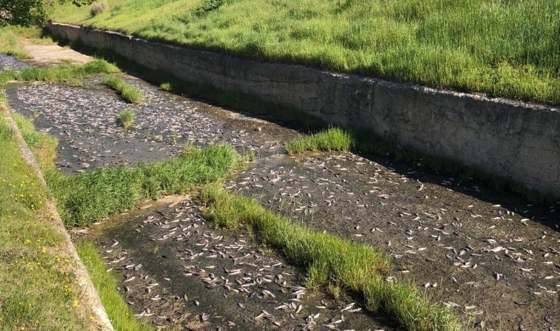 TEKİRDAĞ (AA) – Tekirdağ'ın Ulaş Gölü'ndeki toplu balık ölümleri üzerine